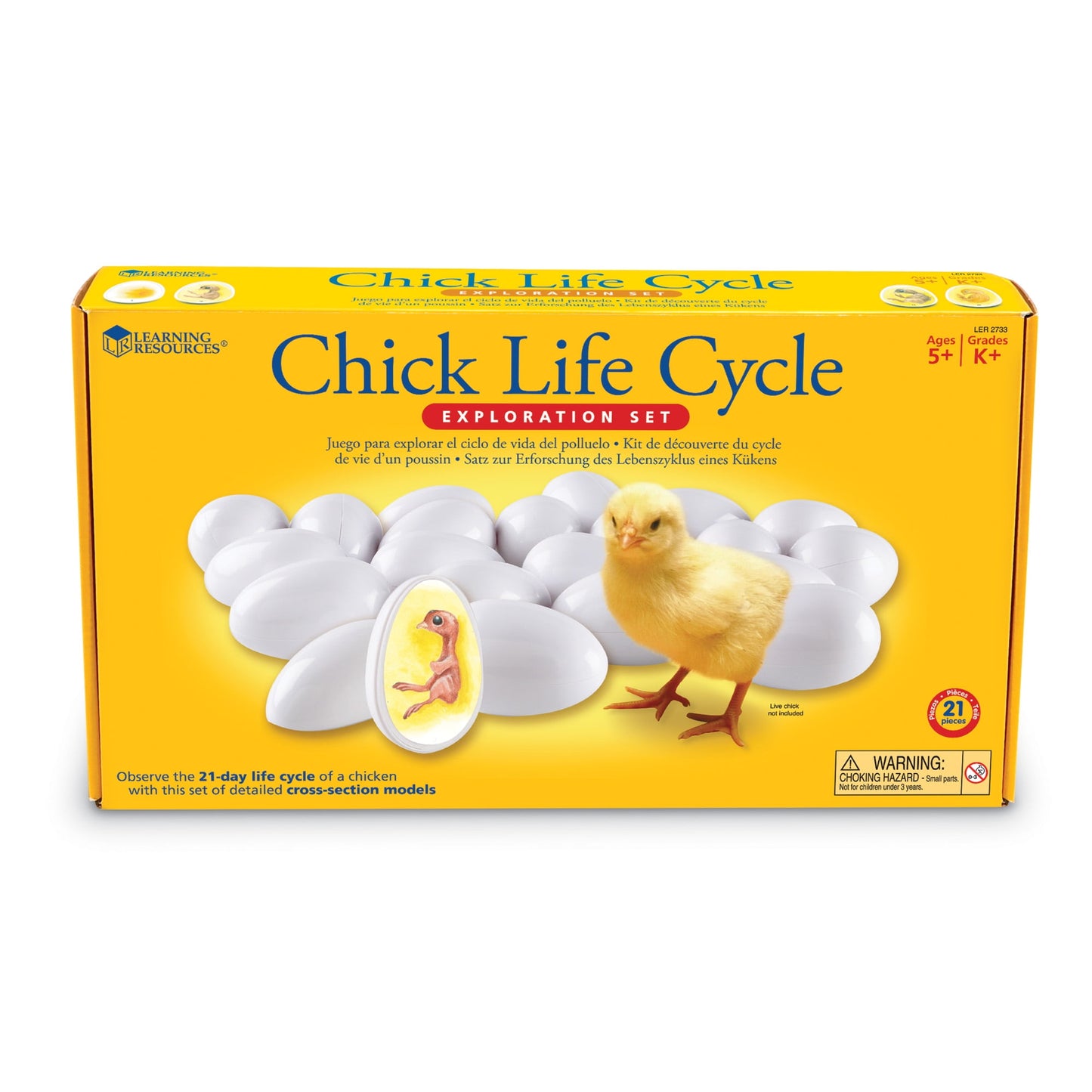 Chick Life Cycle